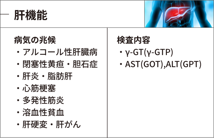 肝機能：病気の兆候＞・アルコール性肝臓病・閉塞性黄疸・胆石症・肝炎・脂肪肝・心筋梗塞・多発性筋炎・溶血性貧血・肝硬変・肝がん、検査内容＞・γ-GT(γ-GTP)・AST(GOT),ALT(GPT)