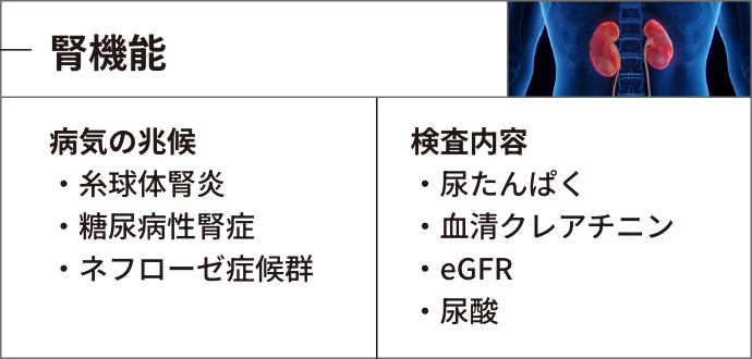 腎機能：病気の兆候＞・糸球体腎炎・糖尿病性腎症・ネフローゼ症候群、検査内容＞・尿たんぱく・血清クレアチニン・eGFR・尿酸